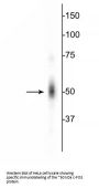 Anti-c-FOS Antibody