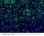 Anti-c-FOS Antibody