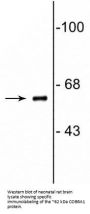 Anti-COBRA1 (NELF-B) Antibody