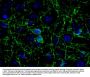 Anti-CNP (2,3-cyclic nucleotide-3-phosphodiesterase) Antibody