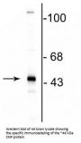 Anti-CNP (2,3-cyclic nucleotide-3-phosphodiesterase) Antibody