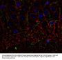 Anti-CNP (2,3-cyclic nucleotide-3-phosphodiesterase) Antibody