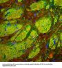 Anti-CNP (2,3-cyclic nucleotide-3-phosphodiesterase) Antibody