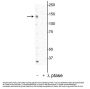 Anti-DENND3 (Thr450) Antibody