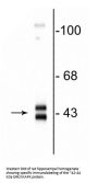 Anti-ERK/MAPK Antibody