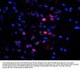 Anti-ERK/MAPK (Thr202/Tyr204) Antibody