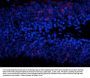 Anti-ERK/MAPK (Thr202/Tyr204) Antibody