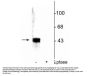 Anti-ERK/MAPK (Thr202/Tyr204) Antibody