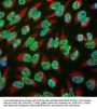 Anti-EWS Antibody