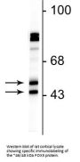Anti-FOX3 (NeuN) Antibody