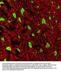 Anti-FOX3 (NeuN) Antibody