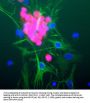 Anti-FOX3 (NeuN) Antibody