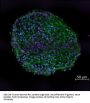 Anti-FOX3 (NeuN) Antibody