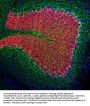 Anti-FOX3 (NeuN) Antibody