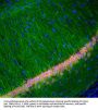 Anti-FOX3 (NeuN) Antibody