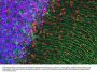 Anti-Glial Fibrillary Acidic Protein (GFAP) Antibody