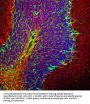Anti-Glial Fibrillary Acidic Protein (GFAP) Antibody