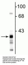 Anti-Glyceraldehyde 3-Phosphate Dehydrogenase Antibody