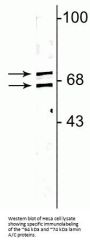 Anti-Lamin A/C Antibody