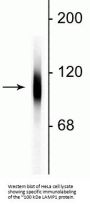 Anti-LAMP1 Antibody