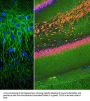 Anti-Microtubule Associated Protein 2 (MAP2) Antibody
