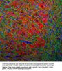Anti-Microtubule Associated Protein 2 (MAP2) Antibody