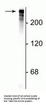 Anti-Microtubule Associated Protein 2 (MAP2) Antibody