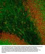 Anti-Microtubule Associated Protein 2 C/D (MAP2C/D) Antibody