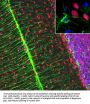 Anti-MeCP2 Antibody