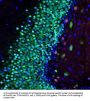 Anti-MeCP2 Antibody