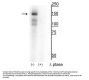 Anti-MerTK (Tyr749/753/754) Antibody