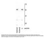 Anti-Mnk2a Antibody