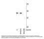 Anti-Mnk2b Antibody