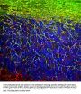 Anti-Myelin Basic Protein (MBP) Antibody