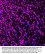 Anti-Myelin Basic Protein (MBP) Antibody