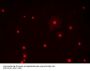 Anti-Olig1 Antibody