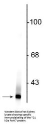 Anti-Park7 (DJ-1) Antibody