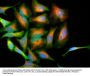Anti-Park7 (DJ-1) Antibody
