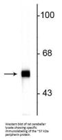 Anti-Peripherin Antibody