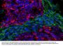 Anti-Peripherin Antibody
