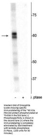 Anti-PRAS40 (Thr356) Antibody