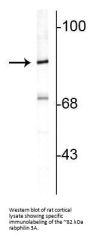 Anti-Rabphilin 3A Antibody