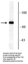 Anti-Rabphilin 3A (Ser234) Antibody