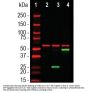 Anti-SARS-CoV-2 S-Protein ACE2 Binding Domain Antibody