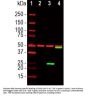 Anti-SARS-CoV-2 S-Protein ACE2 Binding Domain Antibody