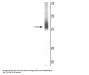 Anti-SOX2 Antibody