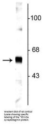 Anti-Synaptotagmin 1 Antibody