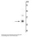 Anti-TREM2 Antibody