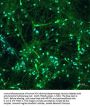 Anti-Tyrosine Hydroxylase Antibody