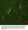 Anti-Tyrosine Hydroxylase Antibody